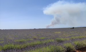 Campos de Lavanda en Brihuega mientras el incendio de Humanes(Guadalajara) está activo