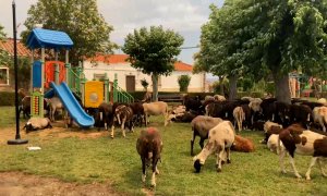 Santiago León, ganadero con 130 cabras calcinadas: "Es duro que todo por lo que luchas desaparezca en cinco minutos"