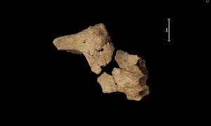 Atapuerca suma otro gran hallazgo: la cara del primer 'europeo'