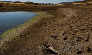 El cráneo de una oveja yace en suelo seco durante la severa sequía registrada en el embalse de Cijara, en Villarta de los Montes, España, el 6 de agosto de 2022.