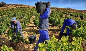 La vendimia francesa, un modelo de flujo migratorio laboral