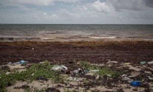 Las macroalgas afectan cada vez más a las regiones costeras del Caribe