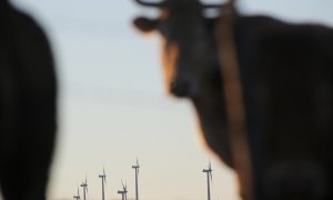 24/8/22 Una vaca pasta frente a varios aerogeneradores de la Serra do Xistral, en Abadín (Lugo).