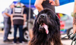 Perro durante el Rallye Terre de Langres, 3ª prueba del Campeonato de Francia Terre Rallye 2022