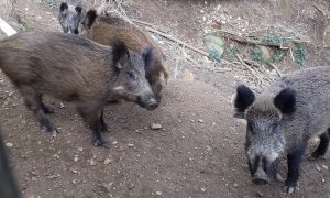 Tres exemplars de senglar.