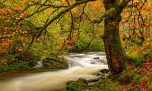 Los robledales más bonitos de España