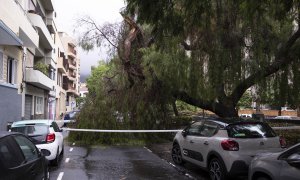 Las lluvias generadas por la cercanía de la tormenta tropical 'Hermine' a Canarias ha ocasionado un centenar de incidencias en Canarias como esta caída de un árbol en una calle de Tenerife.