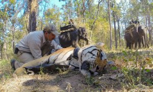 Técnicos de la India anestesian a un tigre para su traslado