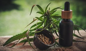 Cannabidiol (CBD): Un sustituto para la marihuana convencional