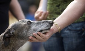 Otras miradas - La imprescindible reforma del Código Penal en materia de maltrato animal