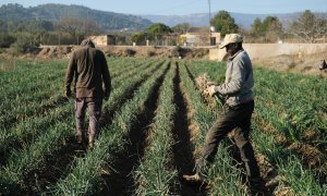 Varios agricultores recolectan 'calçots’ en una plantación de Maspujols, a 28 de enero de 2022, en Maspujols, Tarragona, Catalunya (España)