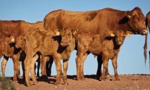 Vacas de buen carácter que conservan el paisaje de Menorca