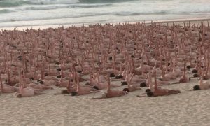 Miles de personas posan desnudas en Sídney para concienciar sobre el cáncer de piel