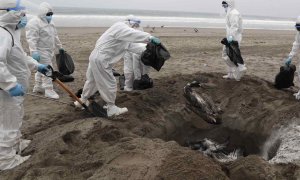 Personal del Servicio Nacional de Sanidad Agraria de Perú (Senasa) recoge pelícanos muertos, posiblemente infectados con gripe aviar H5N1, hoy en la playa San Pedro al sur de Lima (Perú). El Servicio Nacional de Sanidad Agraria de Perú (Senasa) anunció qu