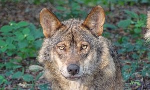 La Audiencia descarta suspender la extracción y captura de lobos por las comunidades autónomas