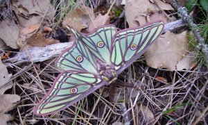 La mariposa isabelina (Graellsia isabellae) que vive de los Montes Universales tiene la categoría «De Interés Especial» en el Catálogo Nacional de Especies Amenazadas de España.