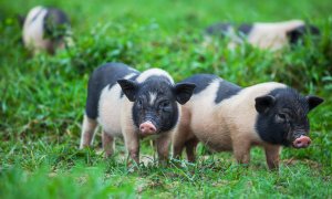 Los cerdos vietnamitas pasan de la fascinación al abandono
