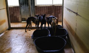 Varios galgos de caza esperan ser adoptados por familias en la Fundación Benjamin Mehnert (BMF), que alberga a más de 600 animales, en Utrera, cerca de Sevilla. REUTERS/Nacho Doce