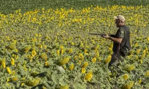 Un cazador camina con su escopeta durante el inicio de la media veda en Valladolid, Castilla y León.