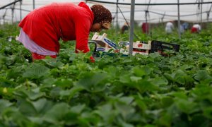 Una trabajadora marroquí durante su jornada en la recogida de fresas en una plantación de Huelva.