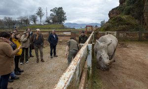 Llega una nueva hembra de rinoceronte blanco a Cabárceno