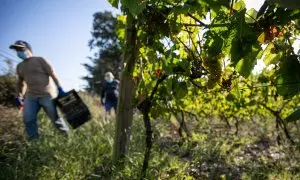 Trabajadores recogen uvas durante la vendimia en una imagen de archivo de septiembre de 2020.