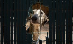 Un galgo asoma el morro a través de la verja de uno de los recintos de juego de la protectora ALBA, en la Comunidad de Madrid.