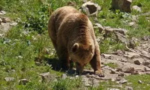 El oso pardo de los Pirineos.