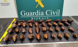 Intervenidos en el aeropuerto de Bilbao 38 caracoles gigantes africanos vivos
