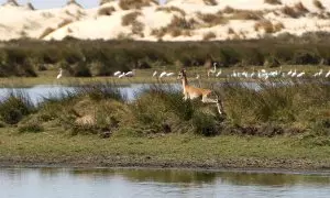 Ecologismo de emergencia - Doñana o el desgobierno de los negacionistas