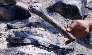 21-4-2023 Ossos humans de soldats de la batalla de l'Ebre a la zona cremada per l'incendi de Corbera d'Ebre