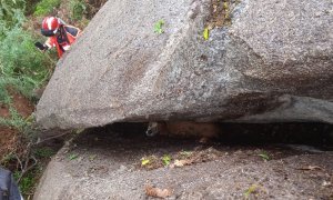 Imagen de Toby, el perro rescatado entre dos rocas en Chantada (Lugo).