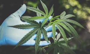 Planta de Cannabis