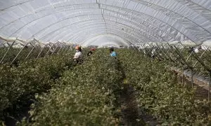 Un grupo de trabajadoras recoge arándanos en una finca onubense.