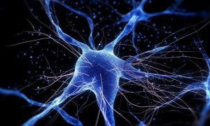 Inteligencia artificial y reconstrucción neuronal