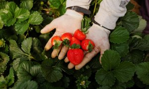 Fresas de Almonte (Huelva) en las manos de un trabajador.