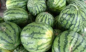 Melones, foto de archivo