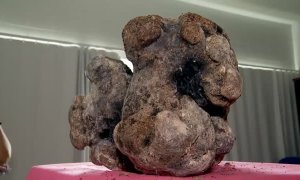 Un cachalote muerto en La Palma llevaba 9 kilos de ámbar gris dentro de su intestino
