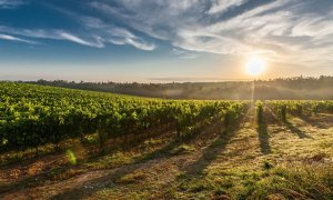 Agricultura autoriza 689 hectáreas de nueva plantación de viñedo en Castilla-La Mancha, la región con mayor superficie