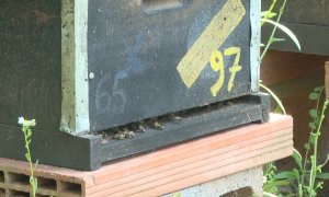 Los apicultores españoles buscan nuevas medidas para acabar con la avispa asiática