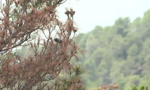 La sequía amenaza a los bosques y a árboles como los pinos