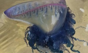 Alertan de la presencia de medusas en las playas de Santander