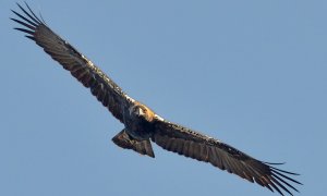 Águila imperial en vuelo.