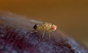 Una mosca de la fruta (Drosophila melanogaster)