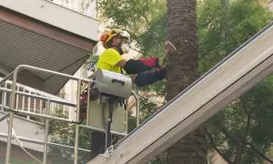 Revisió preventiva d'una palmera datilera de Barcelona