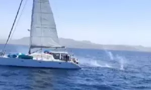 Indignación por los disparos desde un velero a un grupo de orcas en aguas de Tarifa
