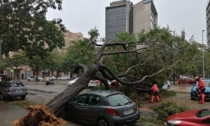 Els Bombers treballen per retirar un arbre caigut al carrer Arquitectura de l'Hospitalet de Llobregat.