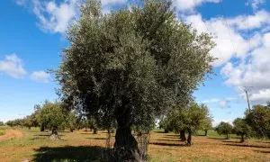 El aceite de oliva cuesta el doble que hace dos años y ya ronda los 10 euros