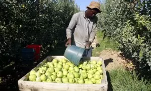 25/08/2023 - Un treballador recollint fruita al Segrià.