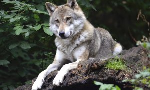 Ecologismo de emergencia - En defensa del lobo en Europa